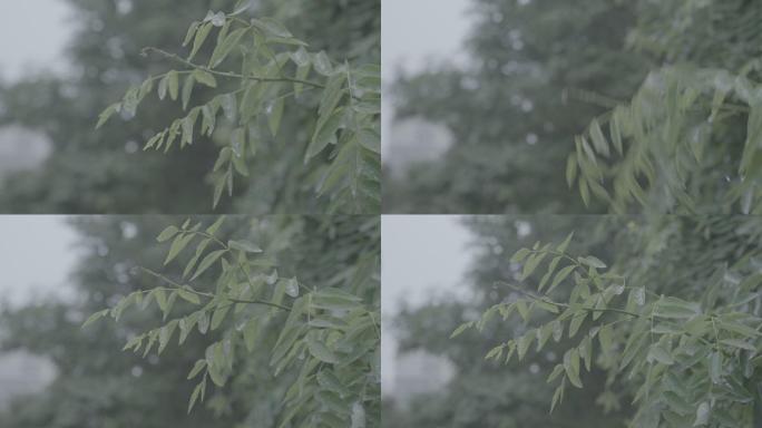 SONY-S3-SLog3灰片下雨树叶