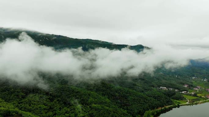 信阳毛尖浉河茶山云雾视频