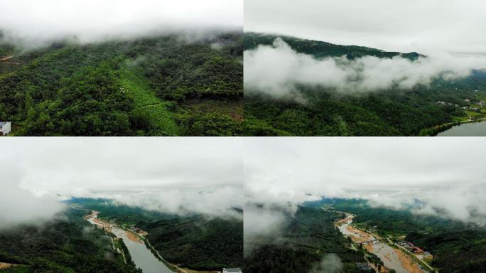 信阳毛尖浉河茶山云雾视频