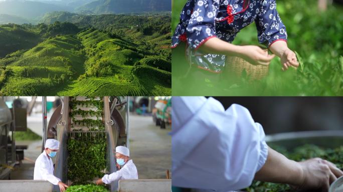 日出大山茶山茶农茶艺航拍绿水青山唯美大气