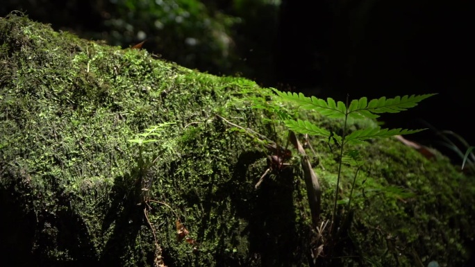 原素材森林阳光下的苔藓蕨类植物