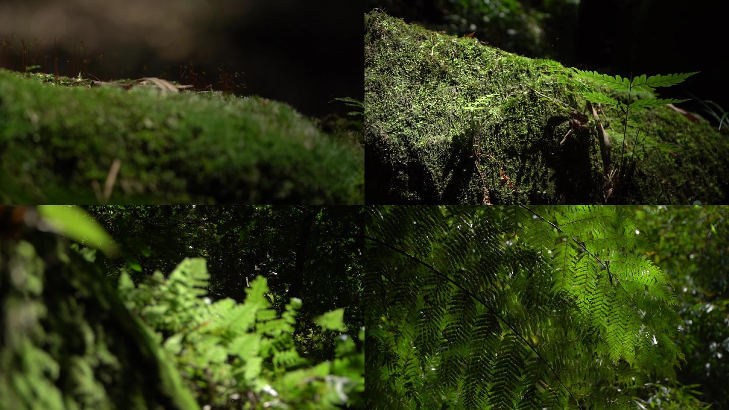 原素材森林阳光下的苔藓蕨类植物