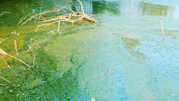 水污染蓝藻爆发臭水沟