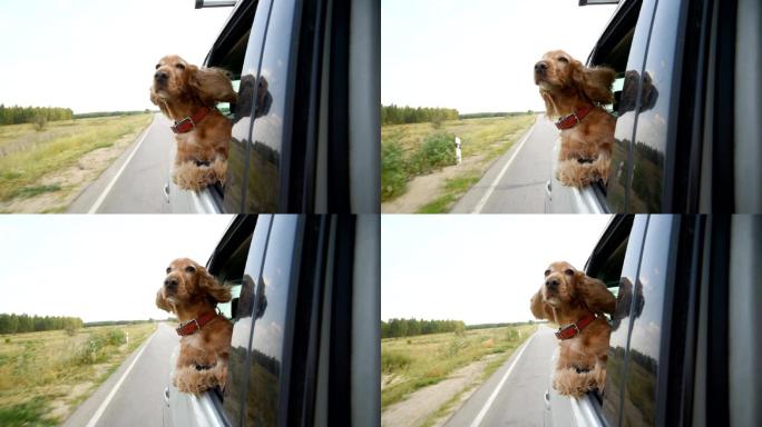 狗坐在车里，从开着的窗户向外看。