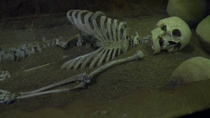 博物馆里的人体骨骼、墓葬