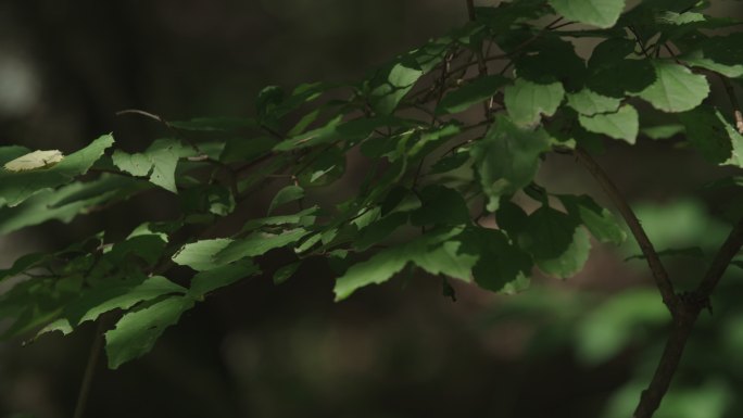 绿叶银缕梅
