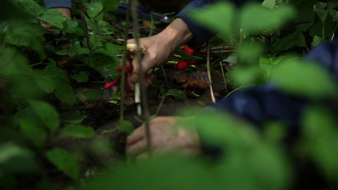 拜山 挖参 人参 山林 活动 民俗 放山