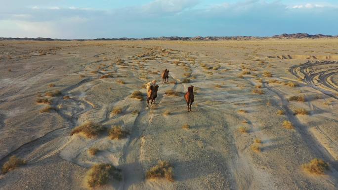 河西走廊戈壁滩，奔跑的骆驼群（航拍