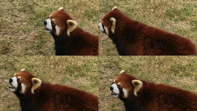 【4K】可爱小熊猫