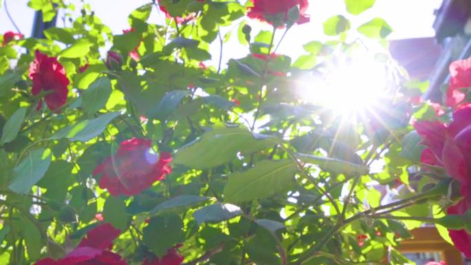 花园阳光玫瑰