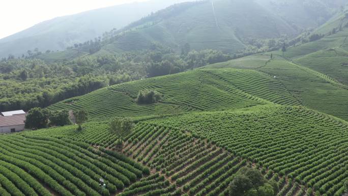 茶  茶山风光 航拍 万亩茶山 龙井茶