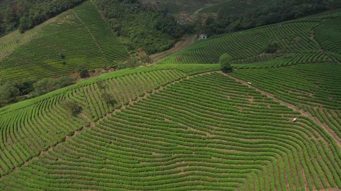 茶 实拍茶园 茶山风光 航拍 万亩茶山