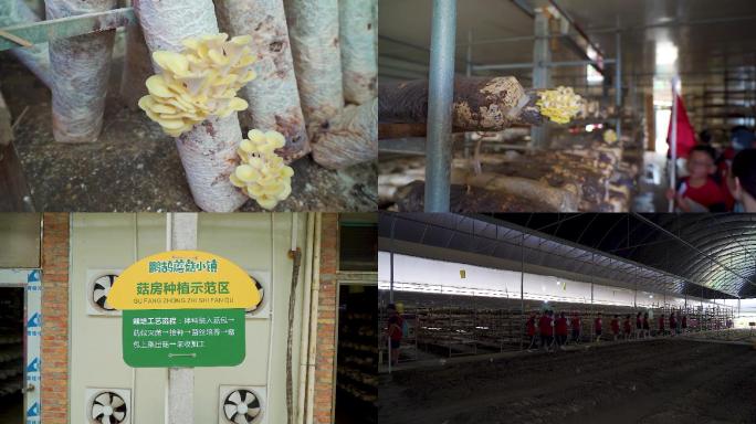 高明蘑菇小镇蘑菇种植现场示范