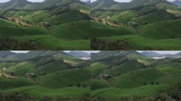 茶 茶山风光 航拍 万亩茶山 龙井茶