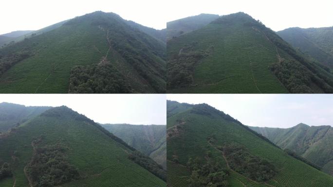 茶 实拍茶园 茶山风光 航拍 万亩茶山