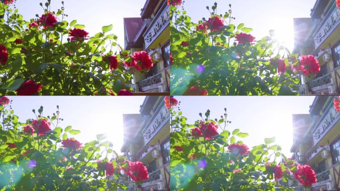 花园阳光玫瑰花