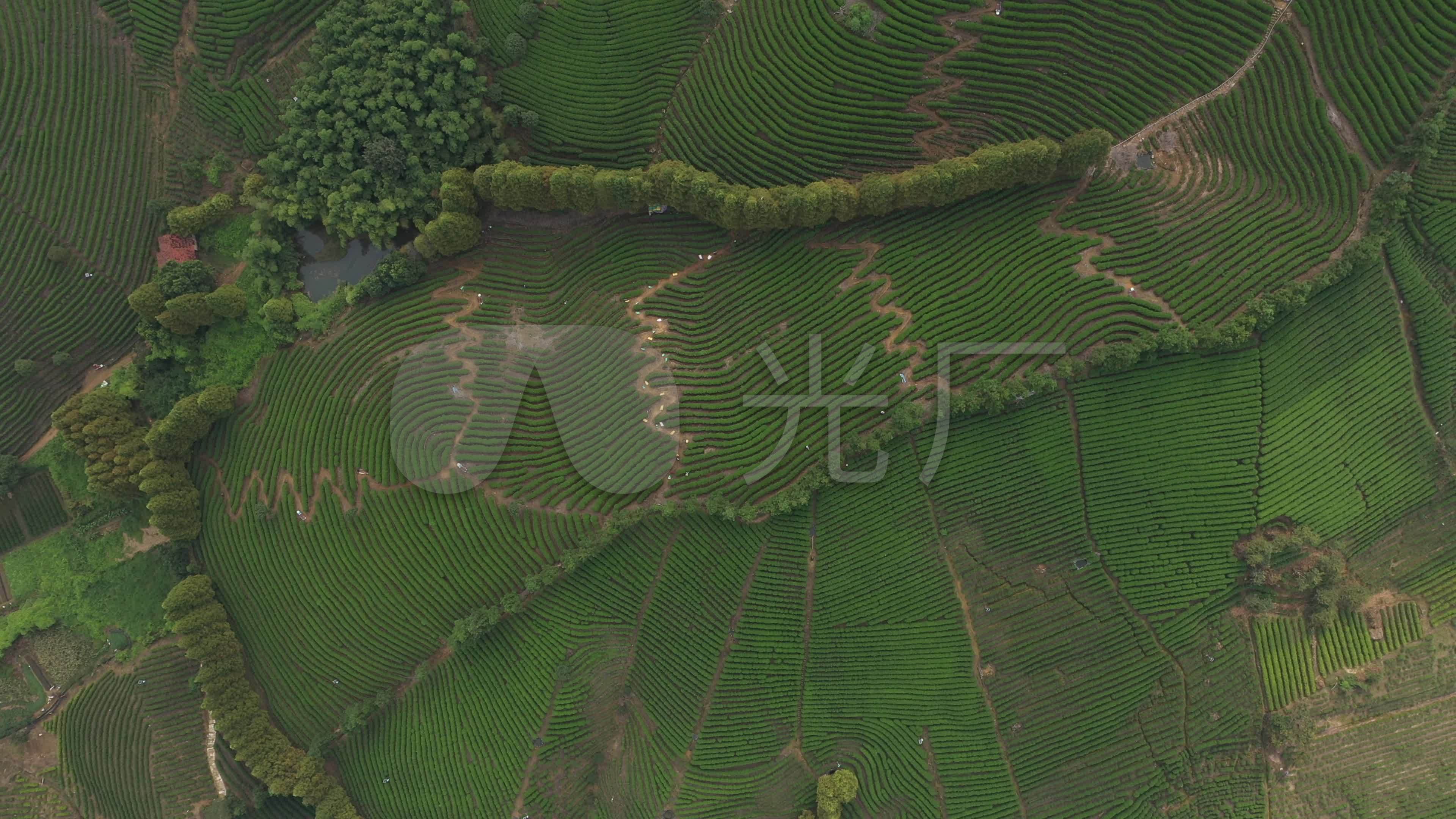 茶_实拍茶园_茶山风光_航拍_万亩茶山_3840x2160_高清视频素材下载