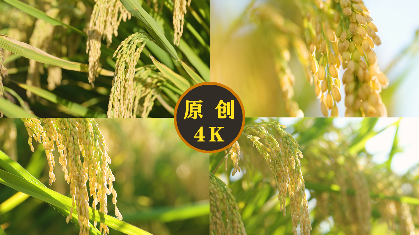 水稻粮食大米