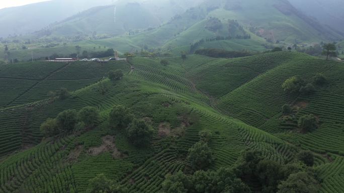 茶 茶山风光 航拍 万亩茶山 龙井茶