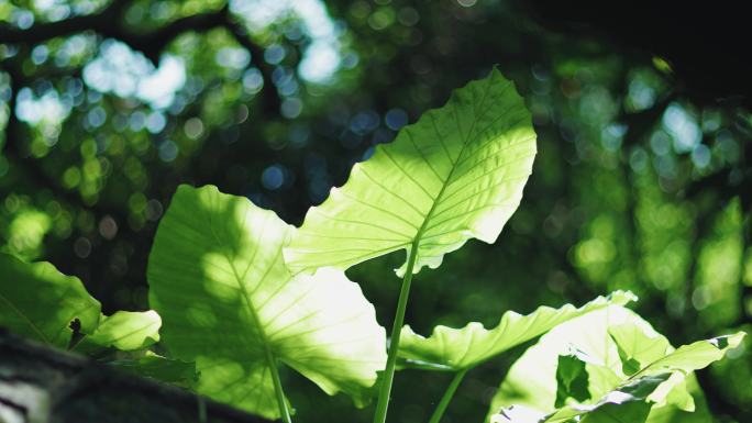 4k唯美植物意境空境镜头组