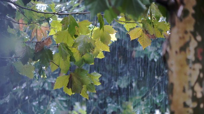 一组实拍雨景镜头4K60帧