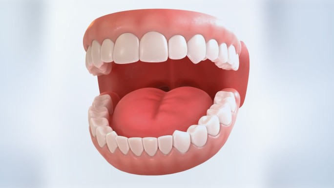 牙齿 牙齿切面 牙神经 防蛀