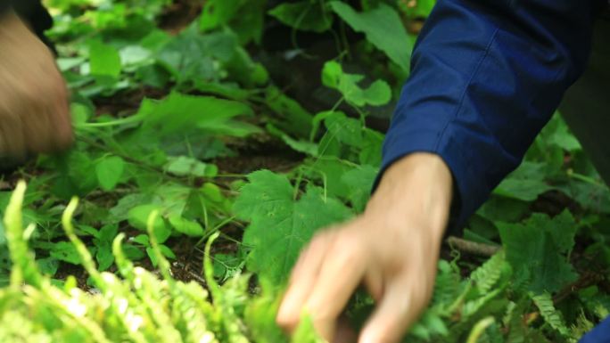 拜山 挖参 人参 山林 活动 民俗 放山