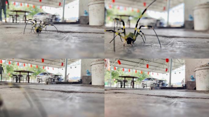 高清拍摄五颜六色的大蜘蛛