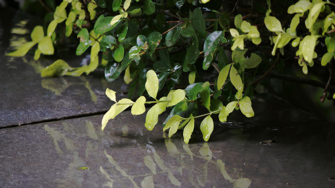 一组实拍雨景的写意镜头4K60帧