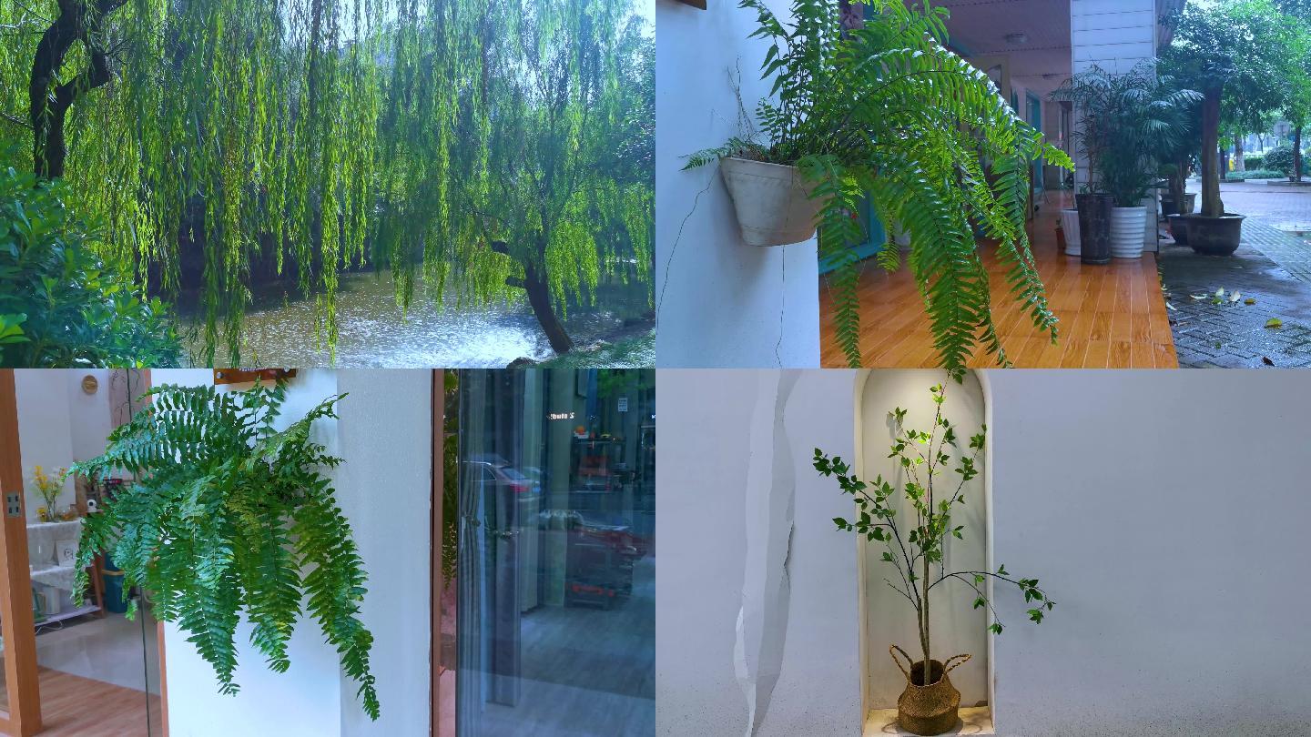 植物柳树2