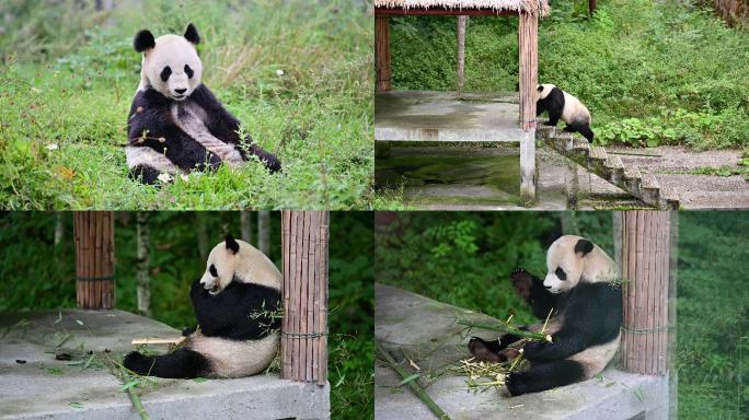 国宝大熊猫视频素材