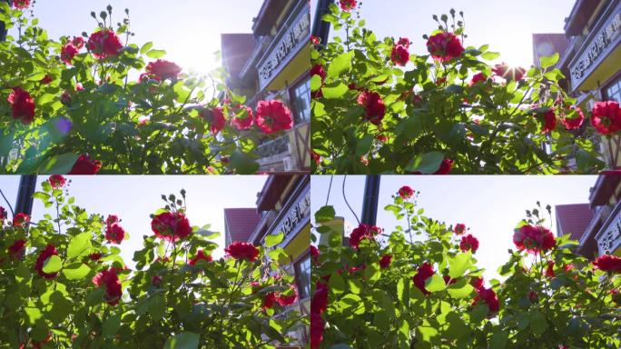 花园玫瑰花鲜花阳光
