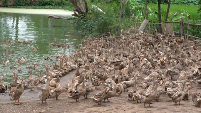 农场里一群圈养的鸭子，鸭子养殖场