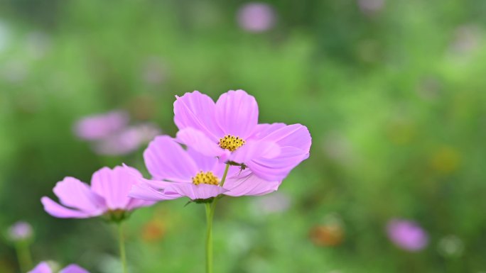 花朵随风摇曳的实时视频