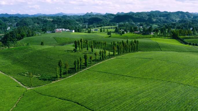 茶山茶海茶叶航拍