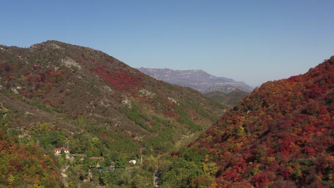 柏尖山树木绿叶红叶航拍推近