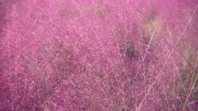 粉黛花乱子草视频素材