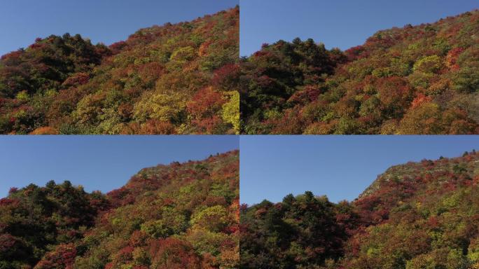 柏尖山树木绿叶红叶蓝天航拍近景