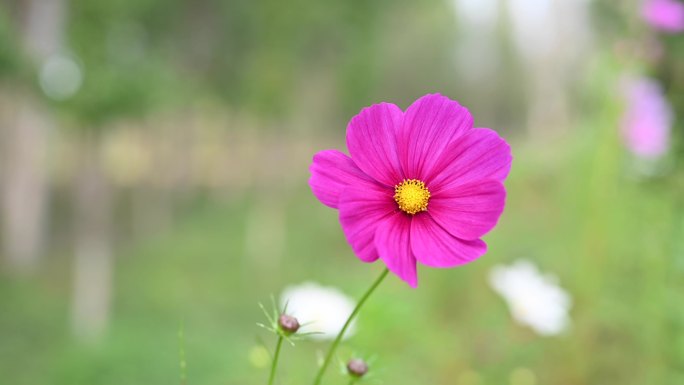 一朵红花随风飘摇