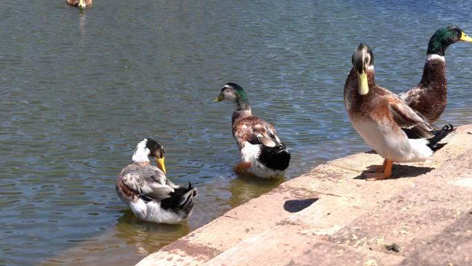 池塘边散养的鸭子群，养殖场