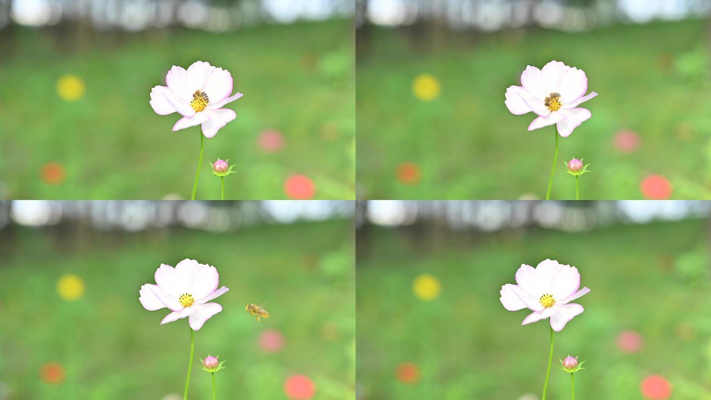 一只蜜蜂在白花上采蜜后飞走