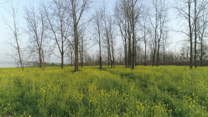 野生油菜花