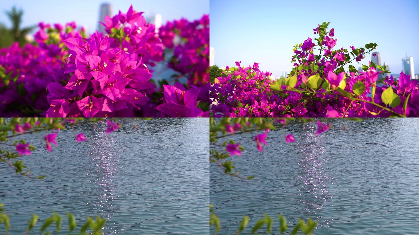 唯美湖边的花朵三角梅