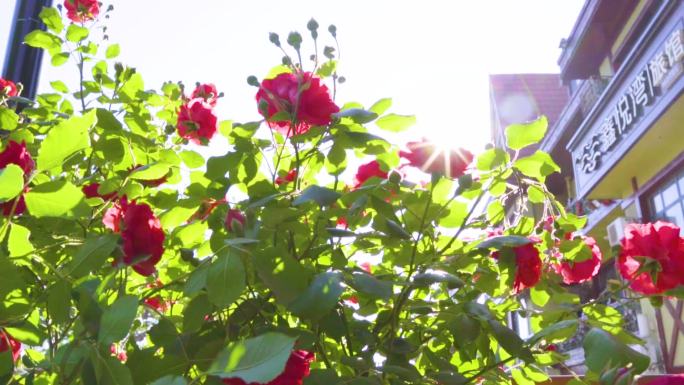 阳光花园玫瑰花
