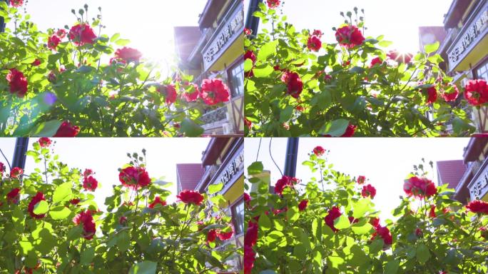 阳光花园玫瑰花