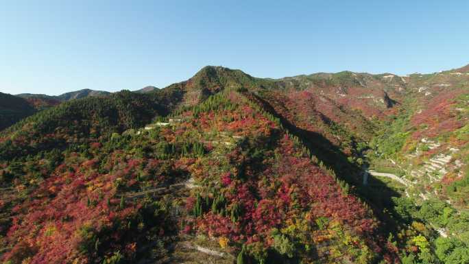 柏尖山红叶山川树木绿叶航拍空境远景