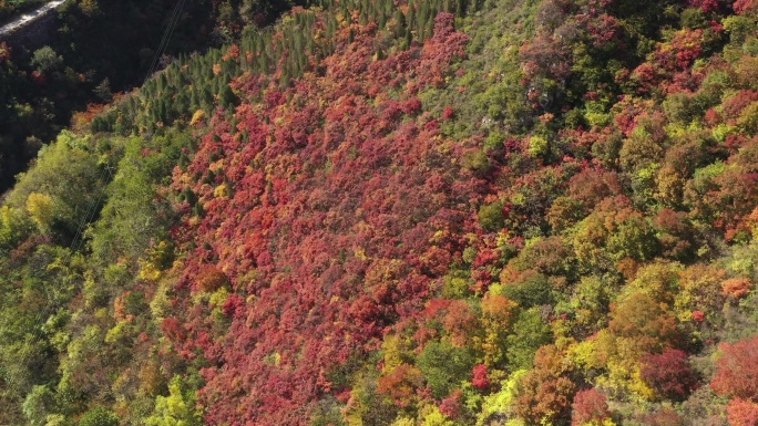 柏尖山树木绿叶红叶航拍近景