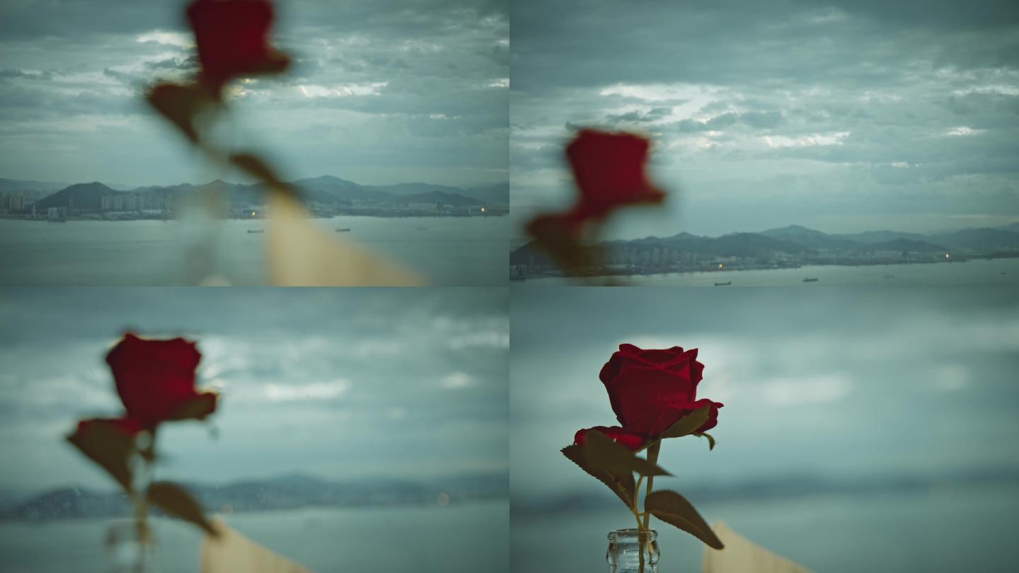 高升格拍摄玫瑰花瓶 小清新 柔和 唯美