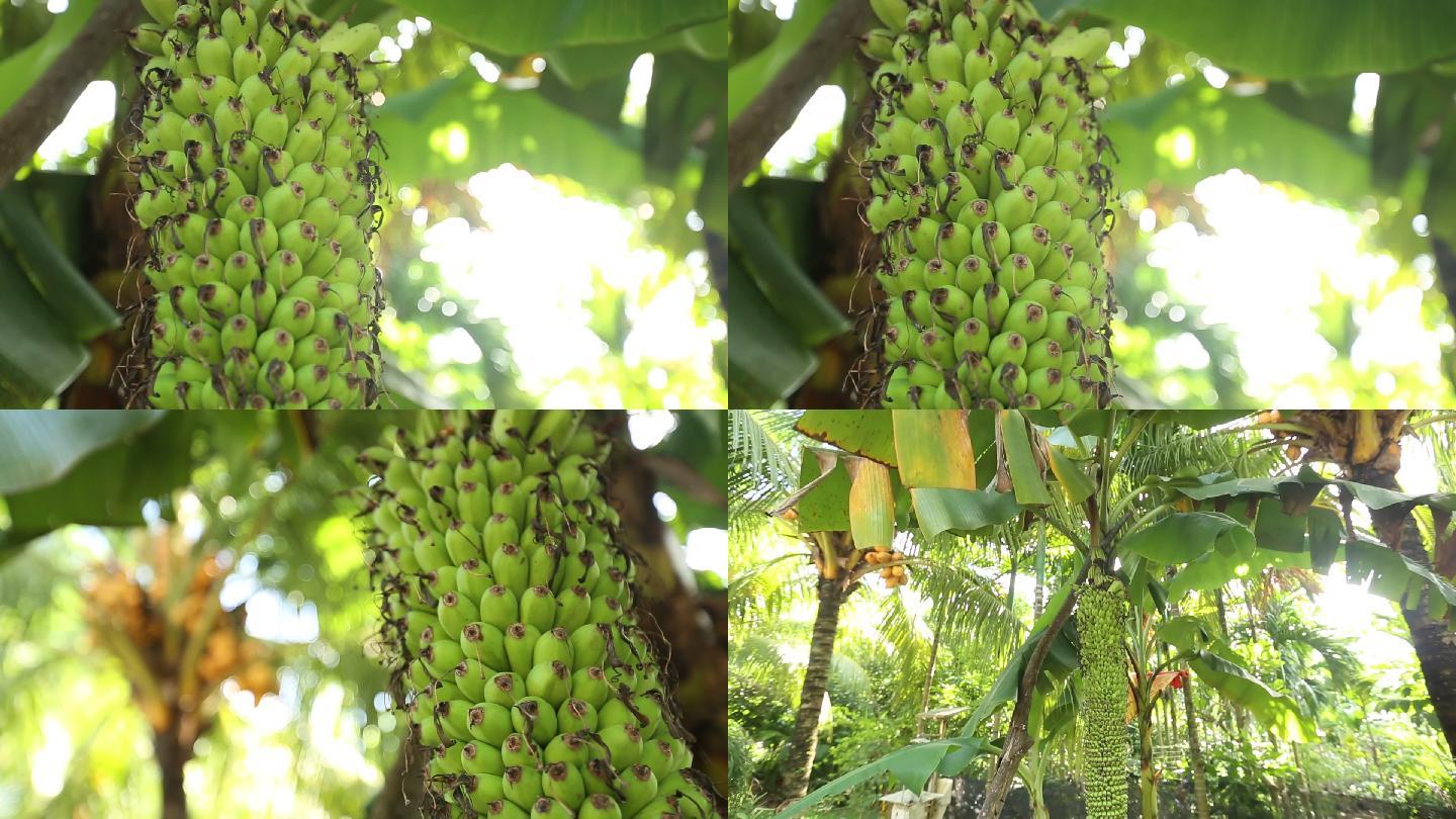 热带水果芭蕉芭蕉树千指蕉