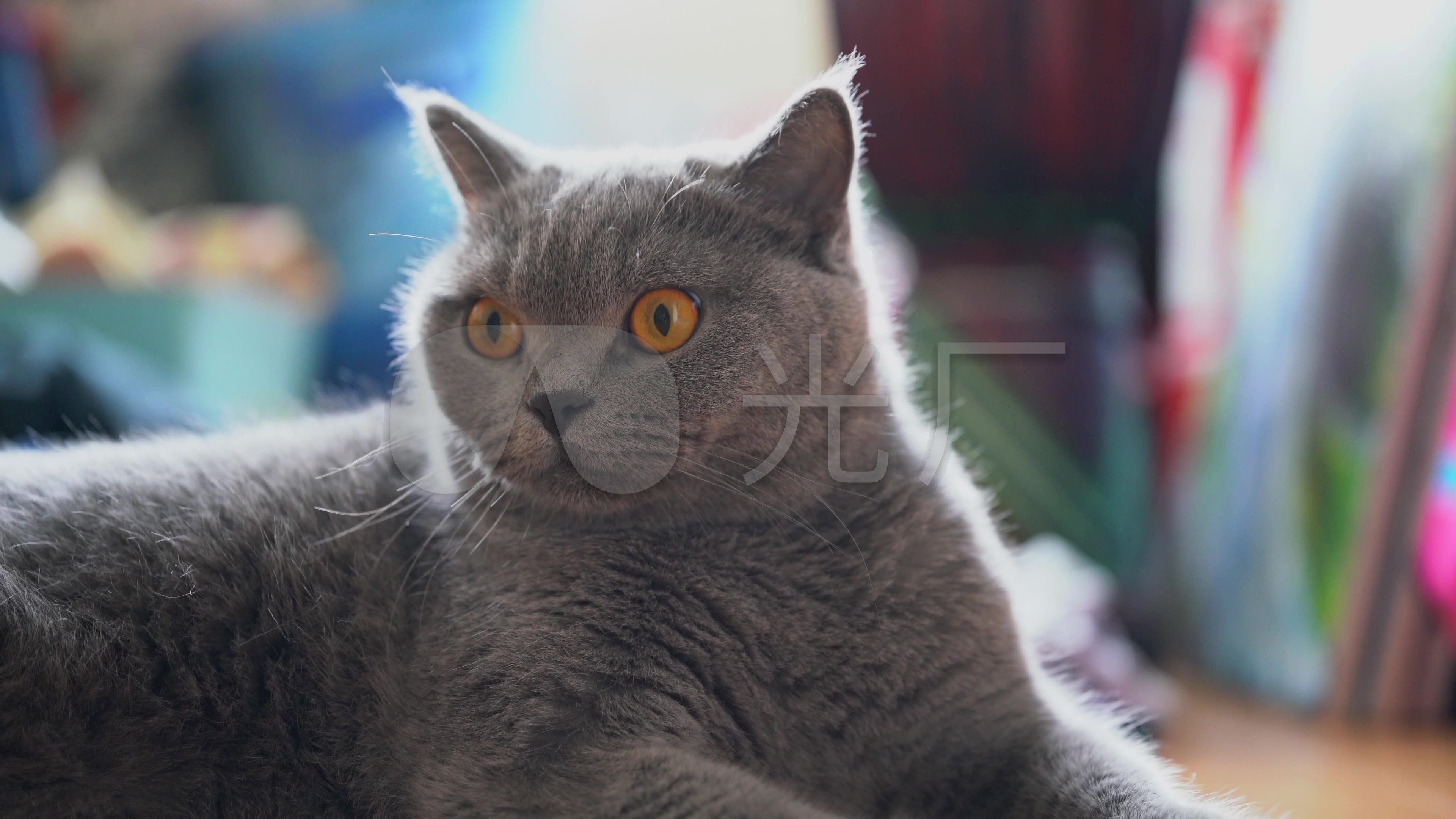 一只可爱的英国短毛猫,蓝猫宠物猫